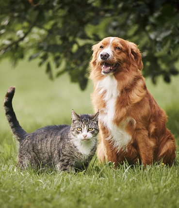 pets